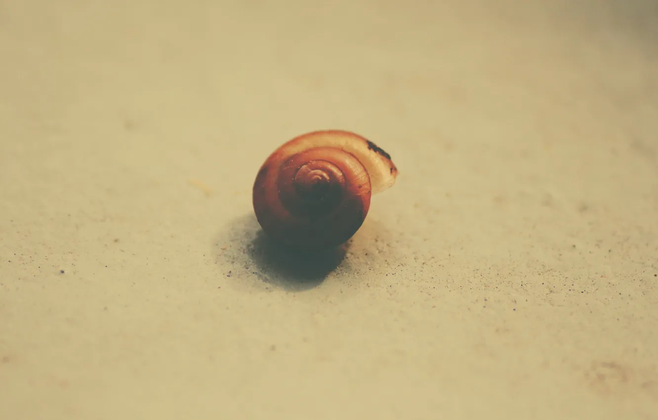 Photo wallpaper galaxy, shell, snail shell