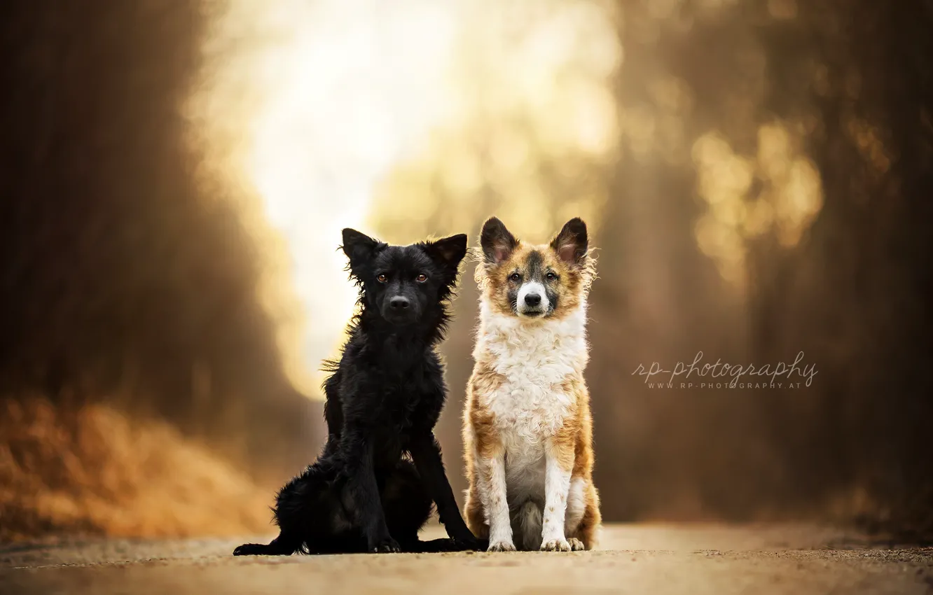 Photo wallpaper background, each, dog