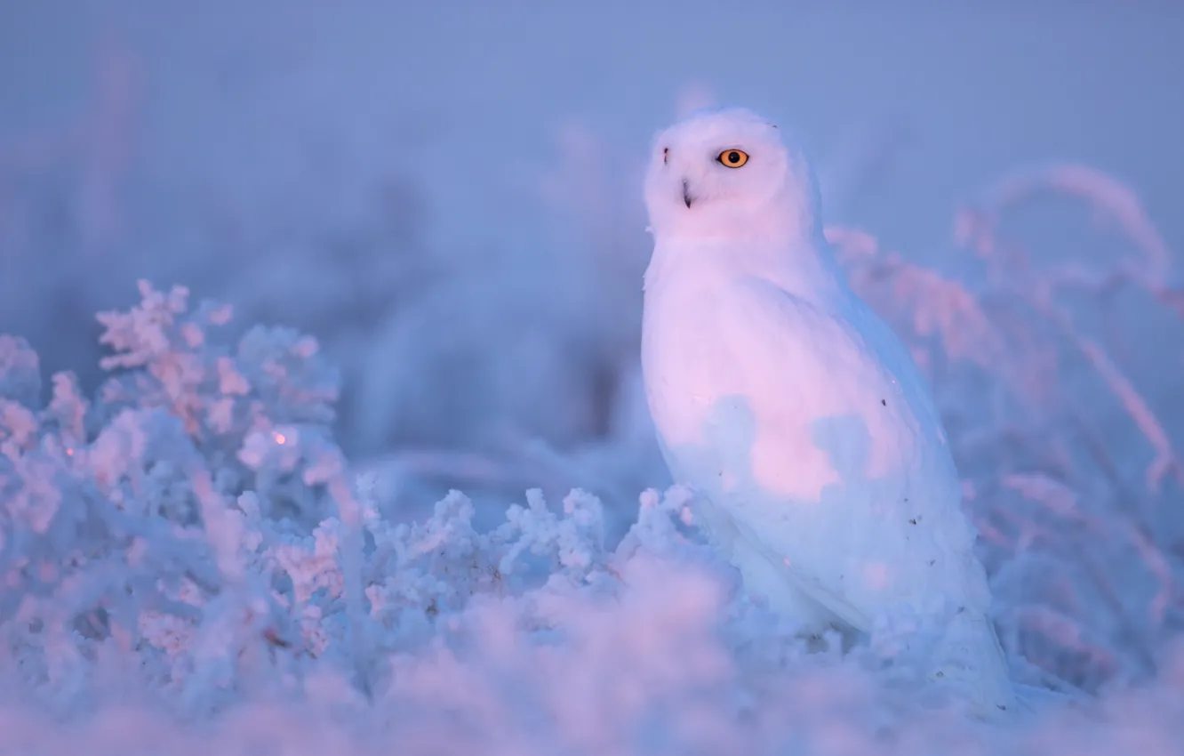 Photo wallpaper winter, frost, look, light, snow, owl, bird, beauty