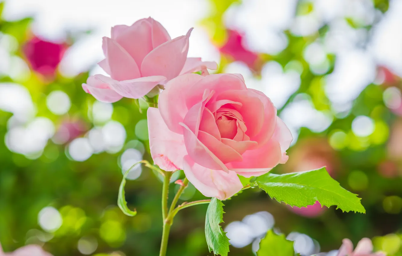 Photo wallpaper flowers, roses, pink