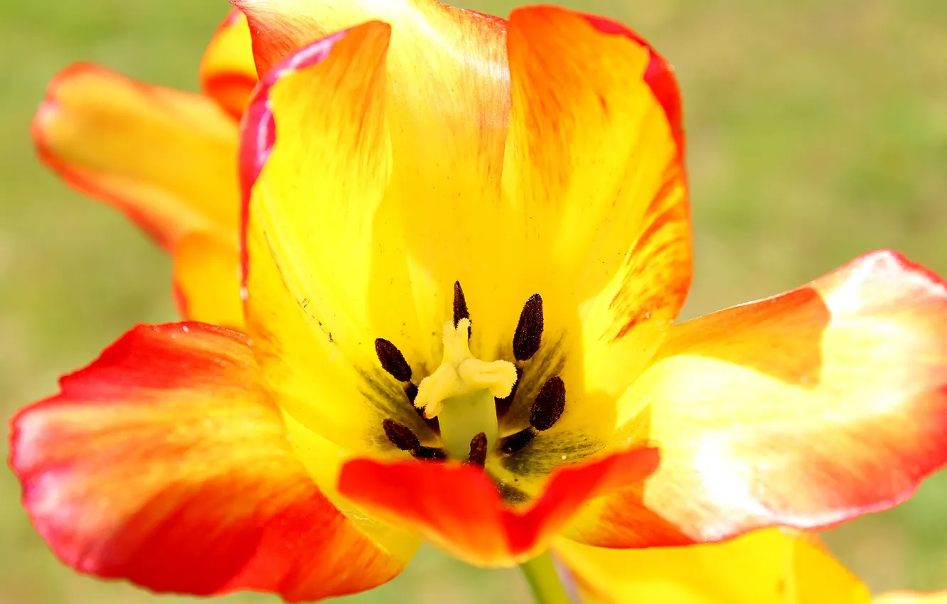 Photo wallpaper macro, petals, tulips