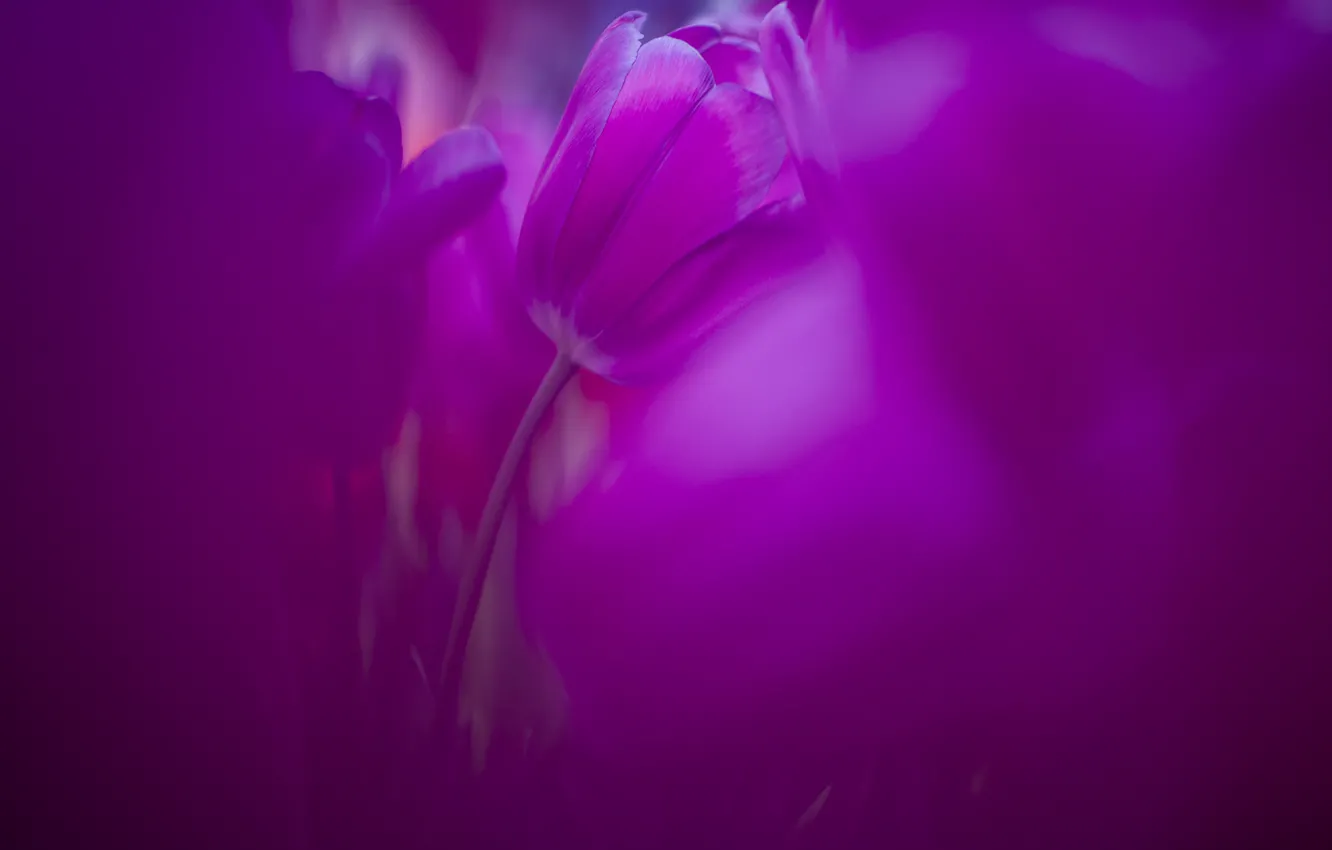 Photo wallpaper Tulip, blur, tulips, lilac-pink