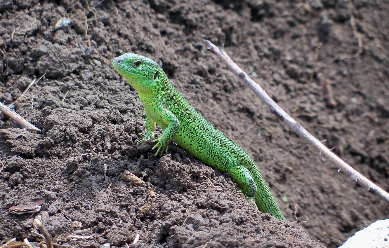 Photo wallpaper green, earth, dragon, head, lizard, green, the ground, salad