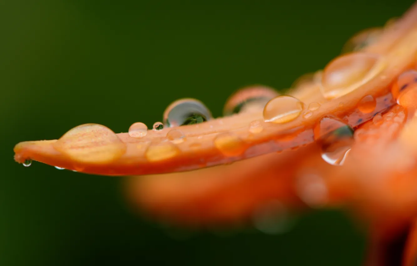 Photo wallpaper macro, flowers, nature