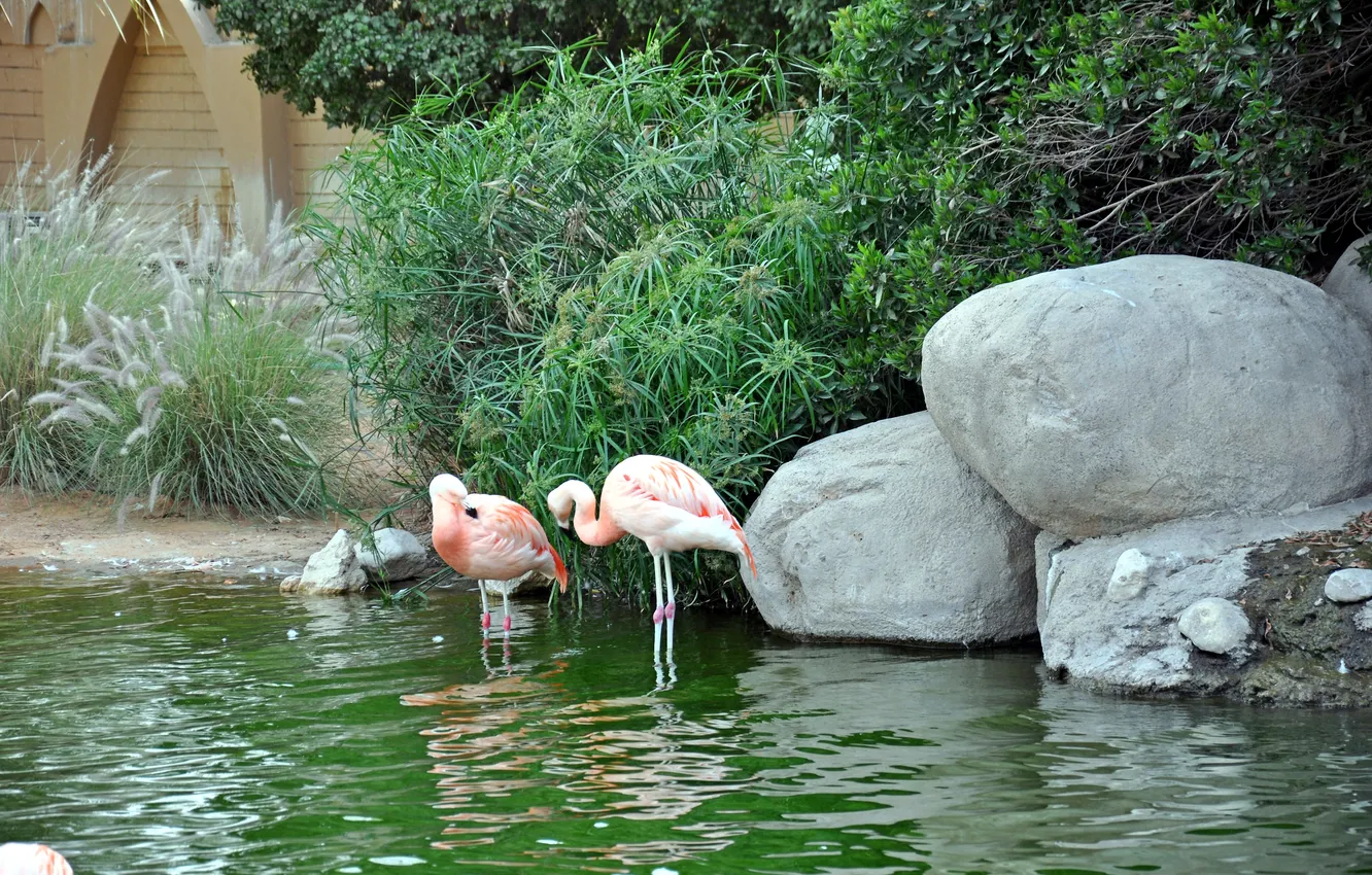 Photo wallpaper animals, water, birds, pond, pink, view, reed, Flamingo