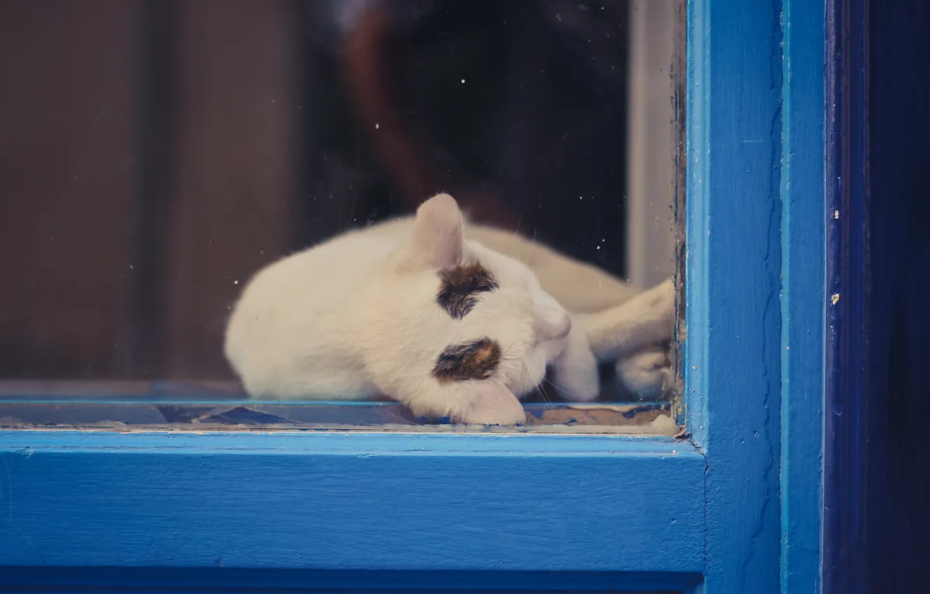 Photo wallpaper cat, cat, stay, window