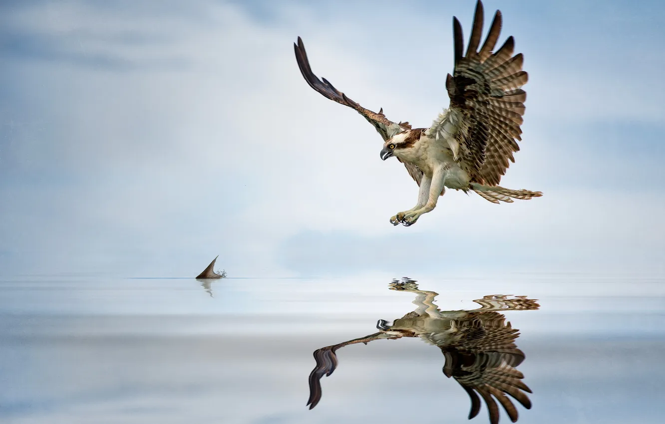 Photo wallpaper water, bird, fish, eagle