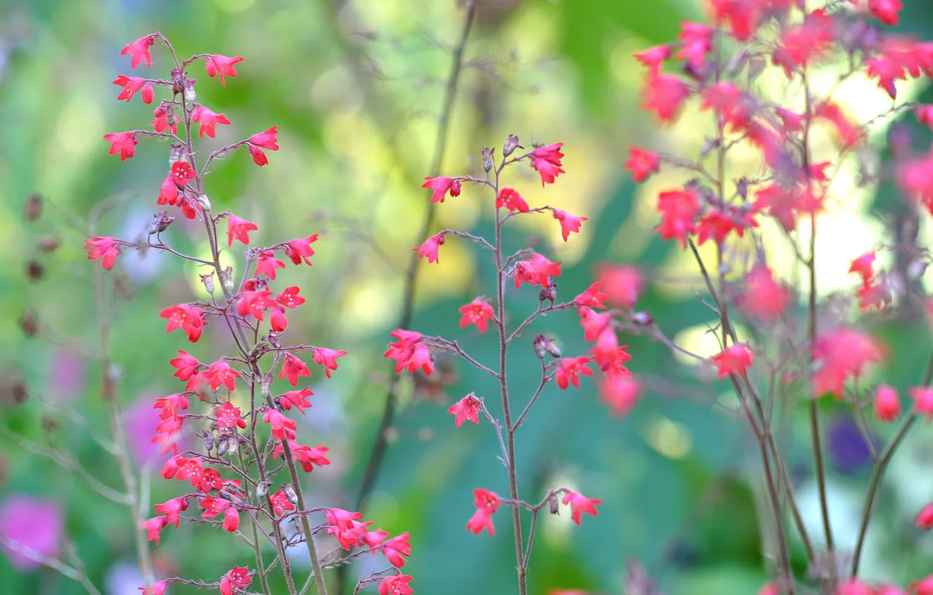 Photo wallpaper macro, flowers, branches, plant, stem