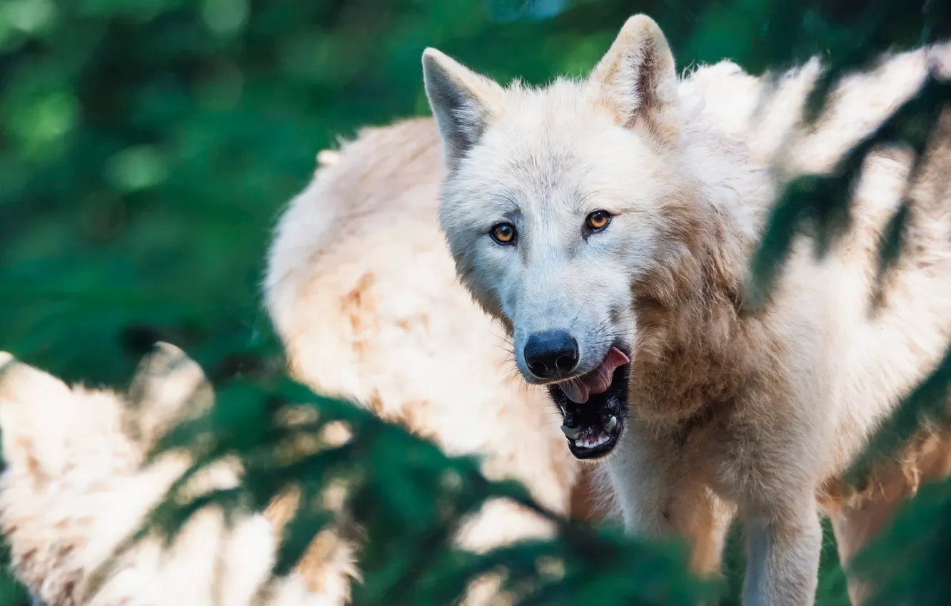 Photo wallpaper language, white, look, face, branches, nature, pose, green