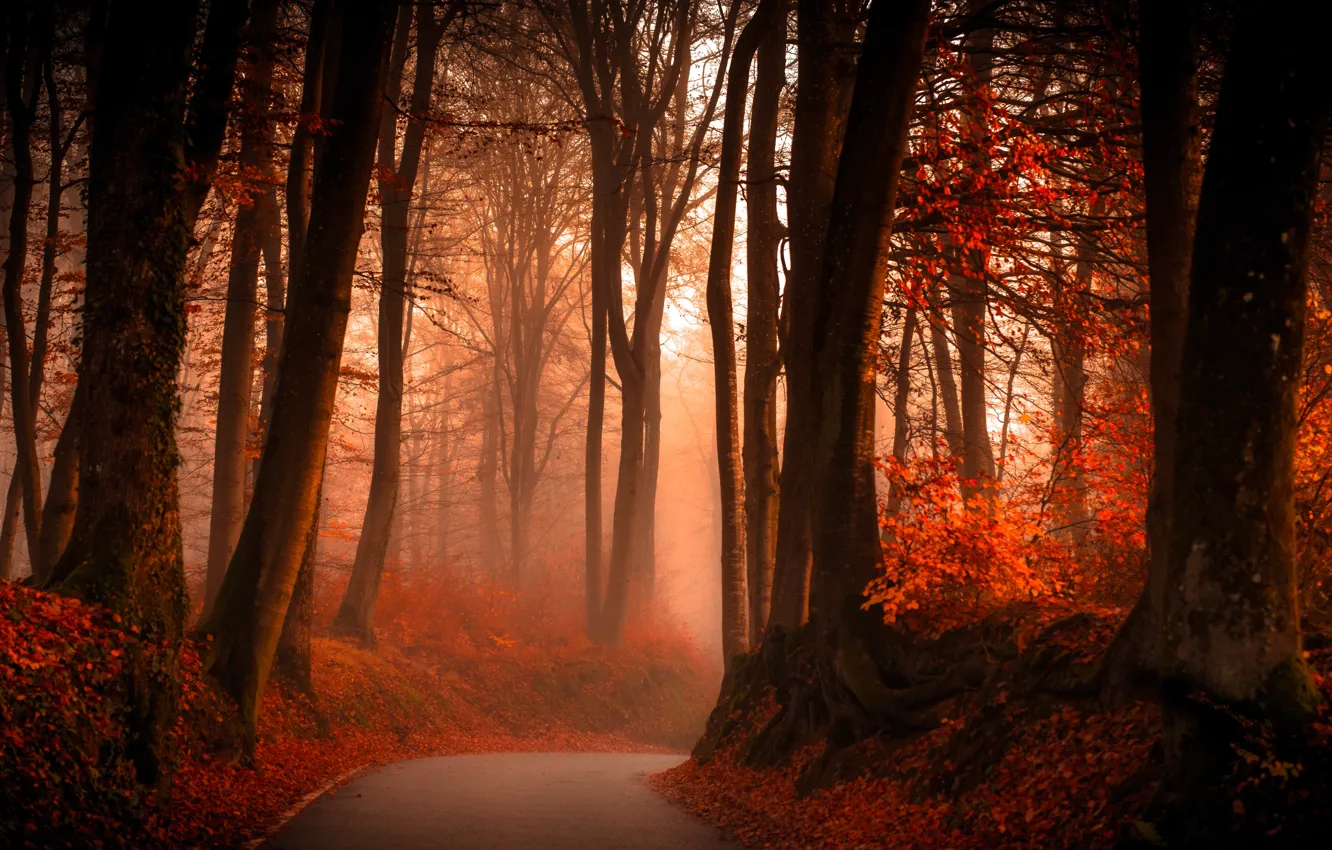Photo wallpaper road, autumn, forest, leaves, trees, fog, branch