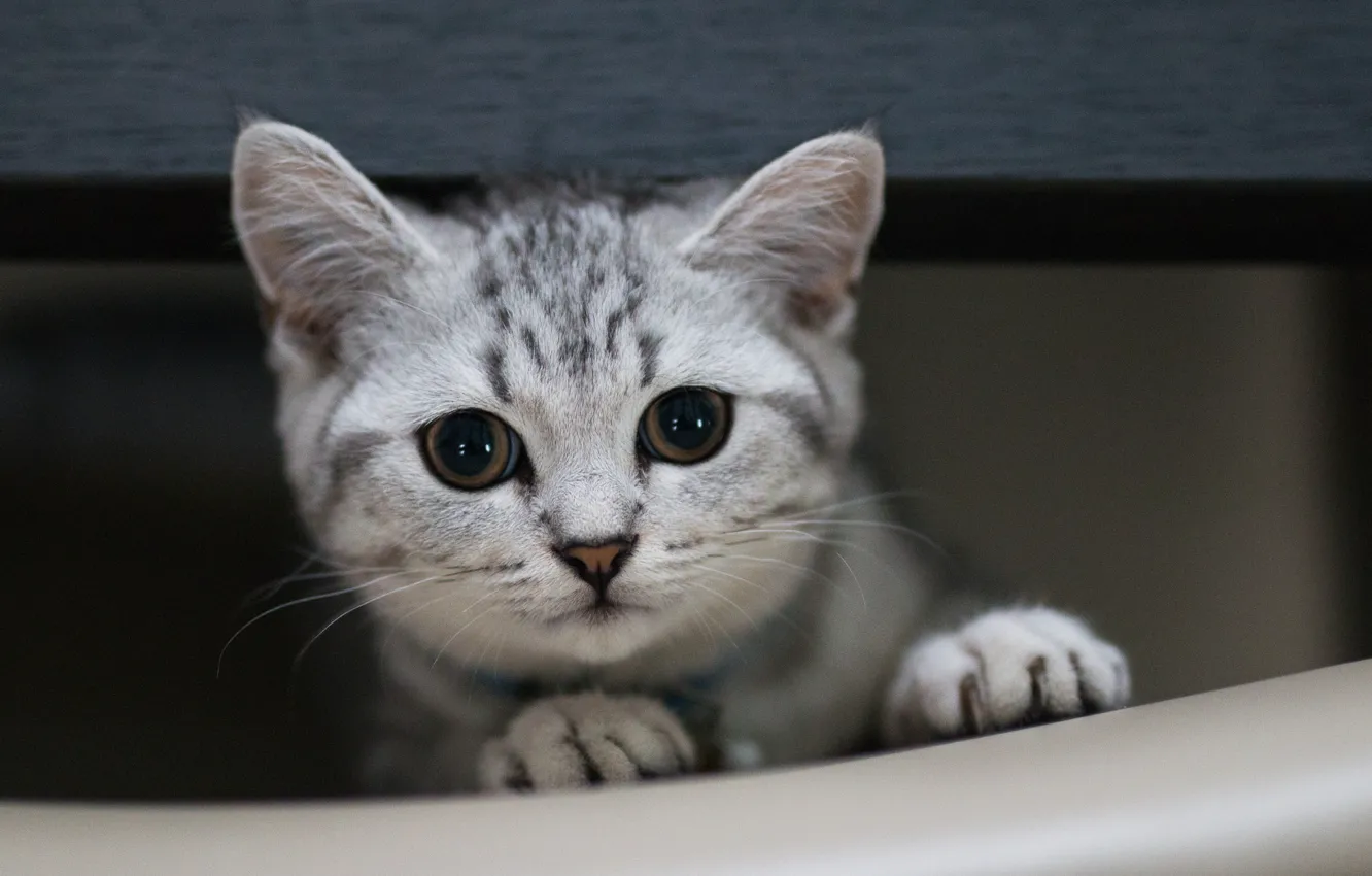 Photo wallpaper cat, eyes, cat, looks
