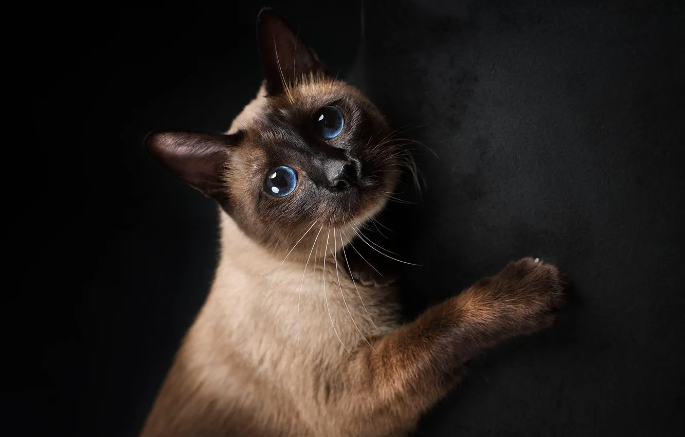 Photo wallpaper cat, cat, face, the dark background, portrait, Siamese