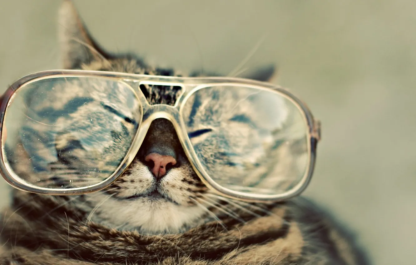 Photo wallpaper cat, glasses, spout, squints