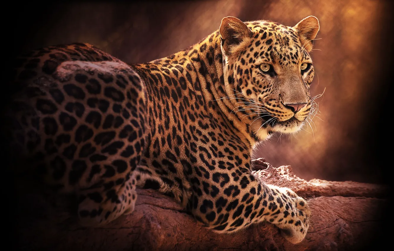 Photo wallpaper look, pose, the dark background, back, paws, leopard, lies, log