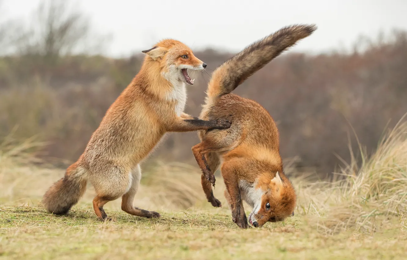 Photo wallpaper pose, the game, two, Fox, pair, Fox, a couple, funny