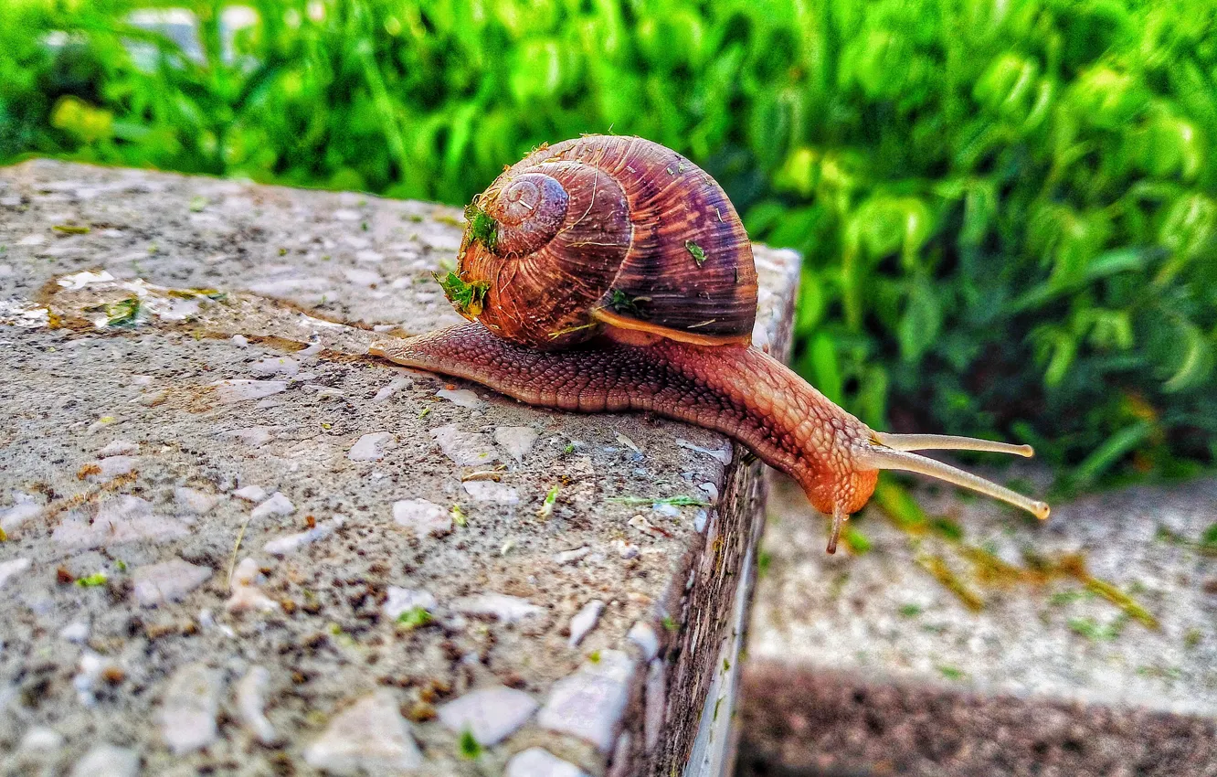 Photo wallpaper macro, animal, worm