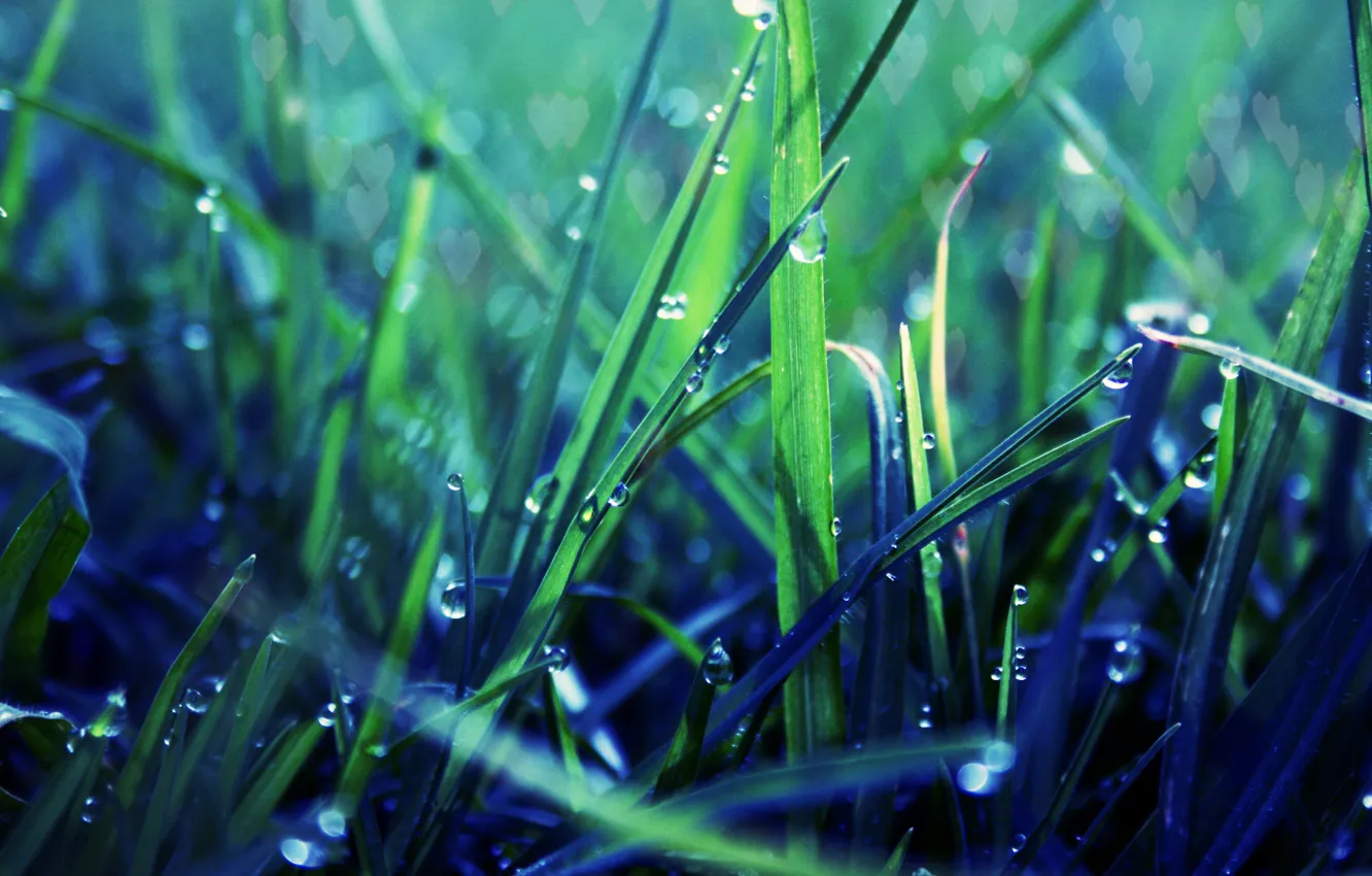 Photo wallpaper greens, grass, drops, macro, Rosa, lawn