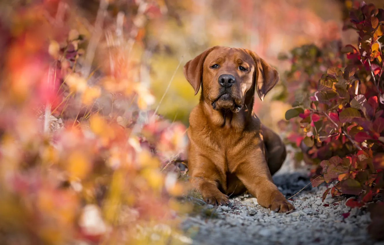 Photo wallpaper autumn, look, face, leaves, light, branches, nature, pose