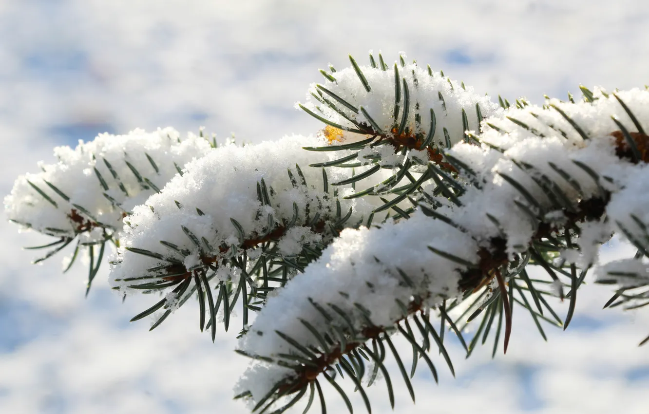 Photo wallpaper winter, snow, pine, twig