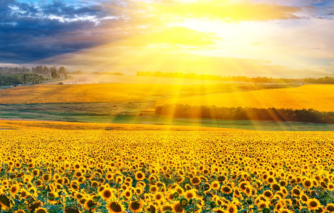 Photo wallpaper field, the sun, rays, sunflowers, yellow