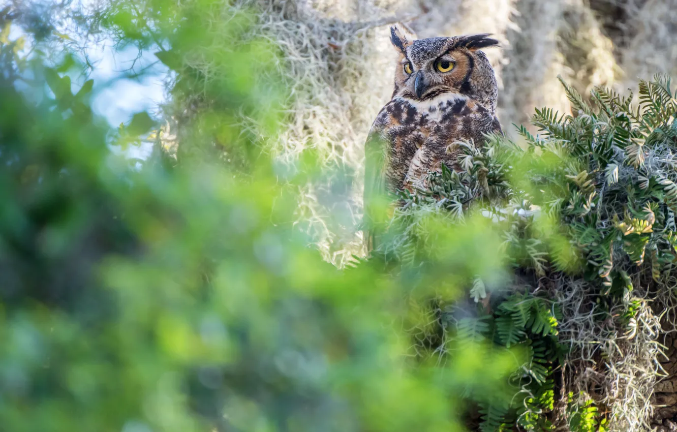 Photo wallpaper greens, look, thickets, owl, bird, foliage, the bushes, bokeh