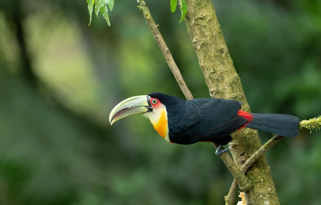 Photo wallpaper trees, branches, pose, bird, Toucan