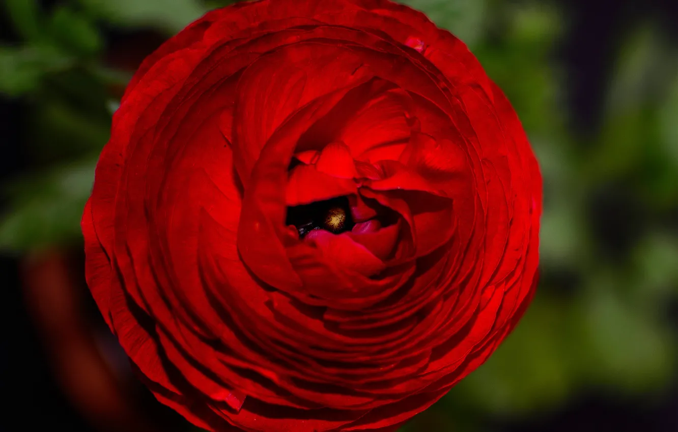 Photo wallpaper flower, rose, petals, red