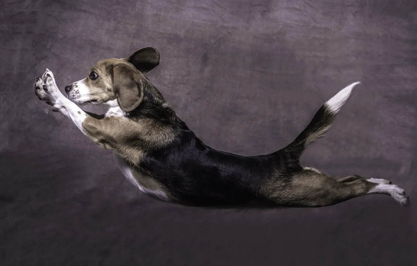 Photo wallpaper background, jump, dog