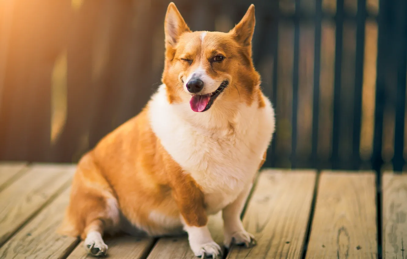 Photo wallpaper look, each, dog