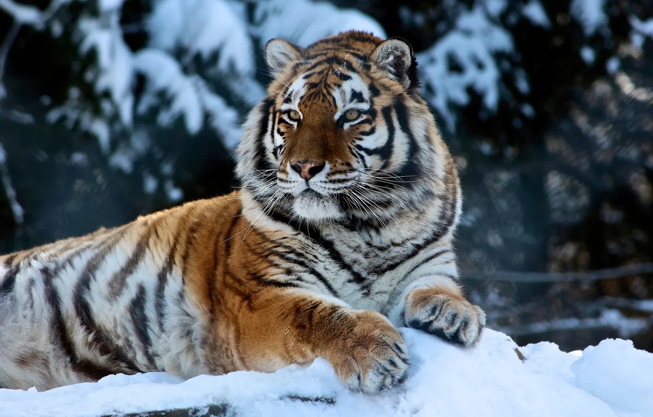 Photo wallpaper tiger, winter, animal, big cat