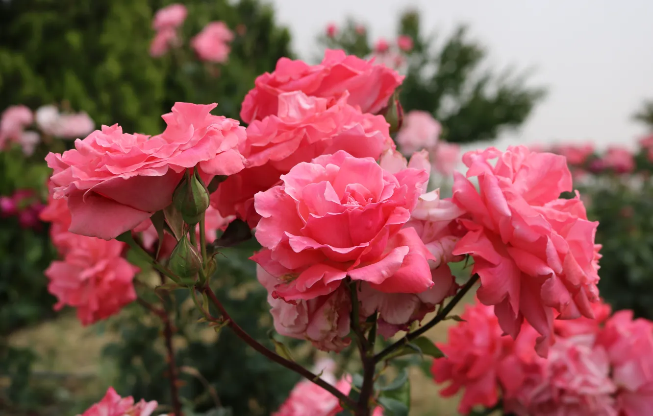 Photo wallpaper flowers, roses, rose Bush