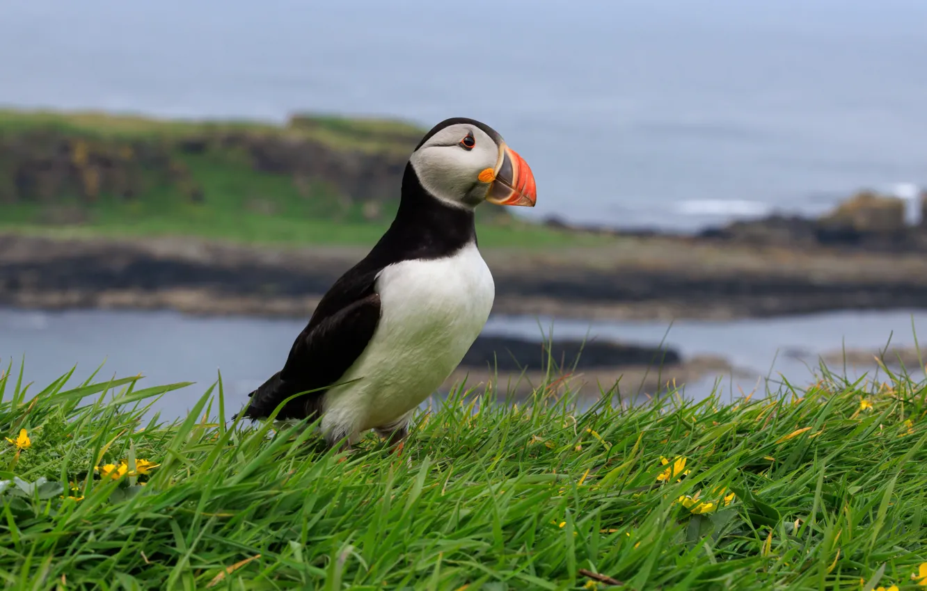 Photo wallpaper nature, pose, bird, stalled, Atlantic puffin