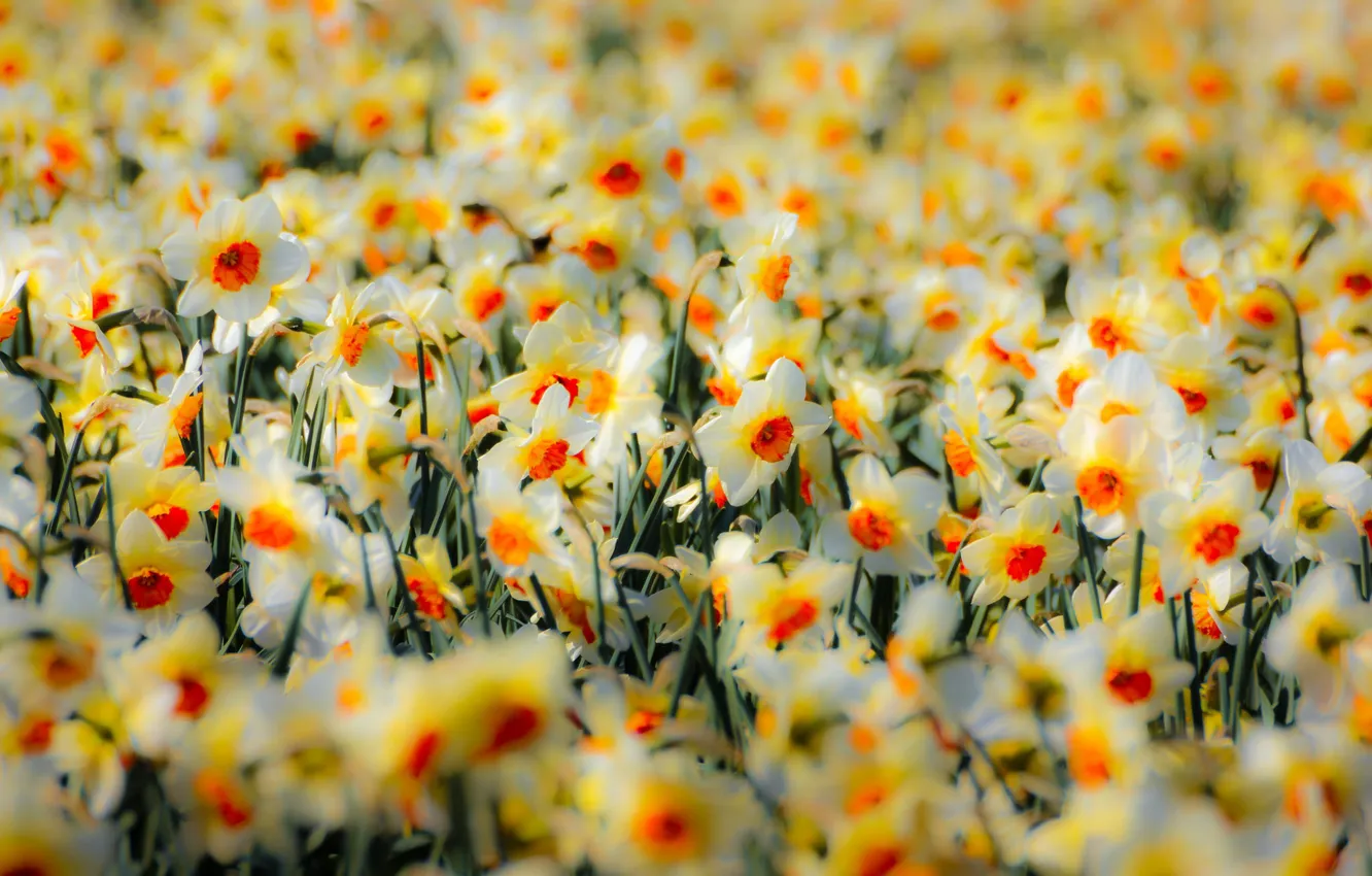 Photo wallpaper nature, spring, daffodils
