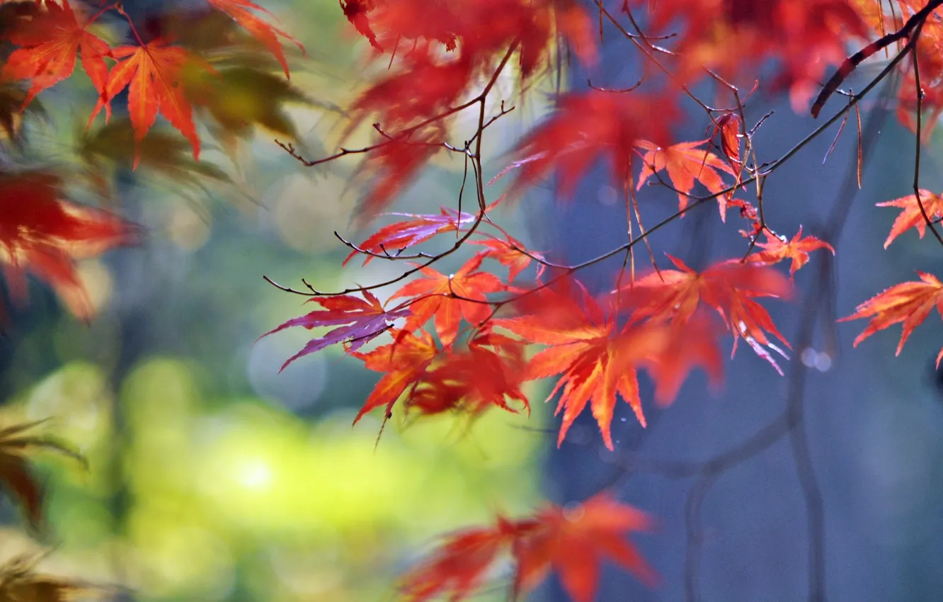 Photo wallpaper autumn, leaves, branch, maple, the crimson