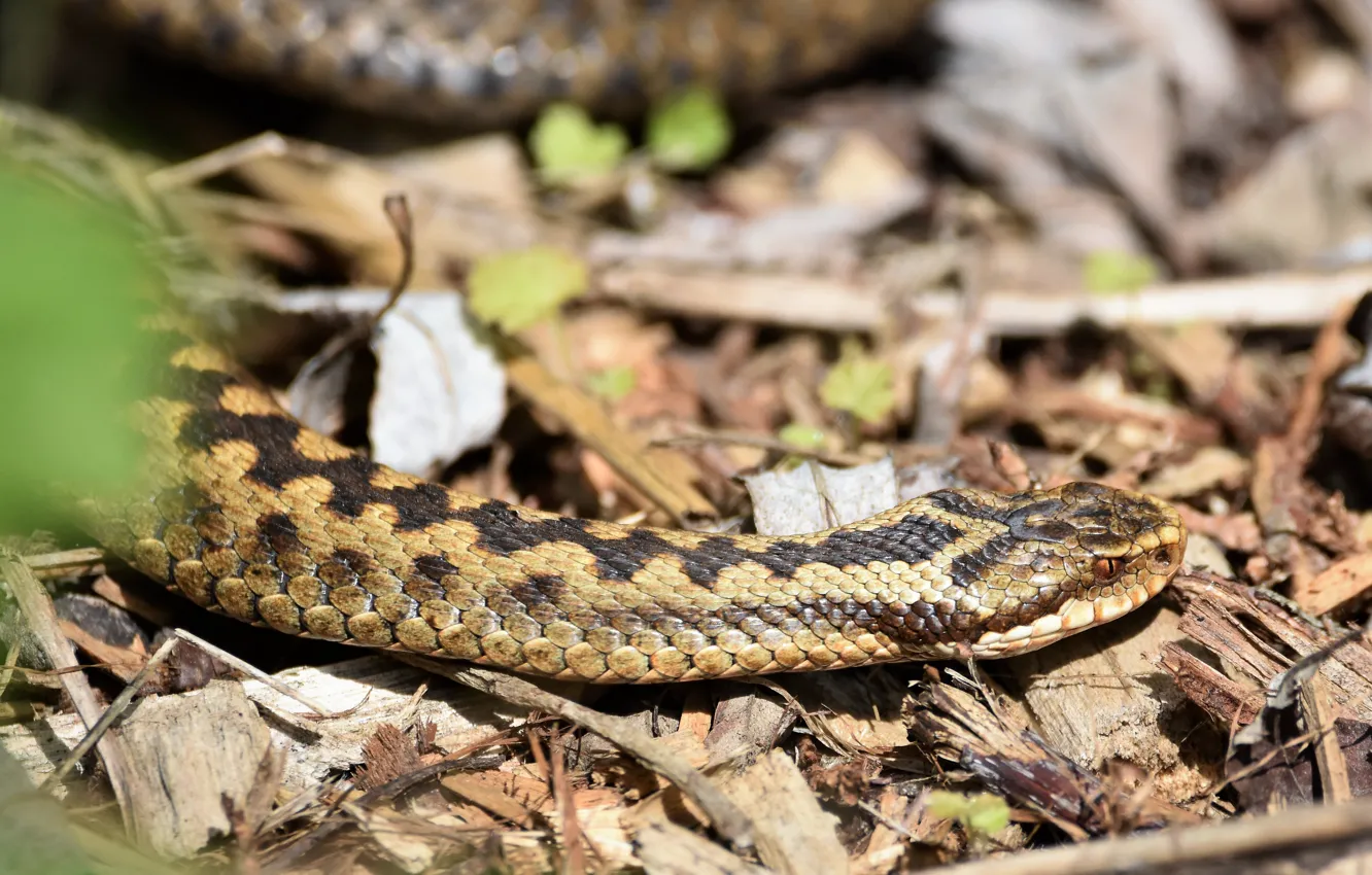 Photo wallpaper snake, scales, skin