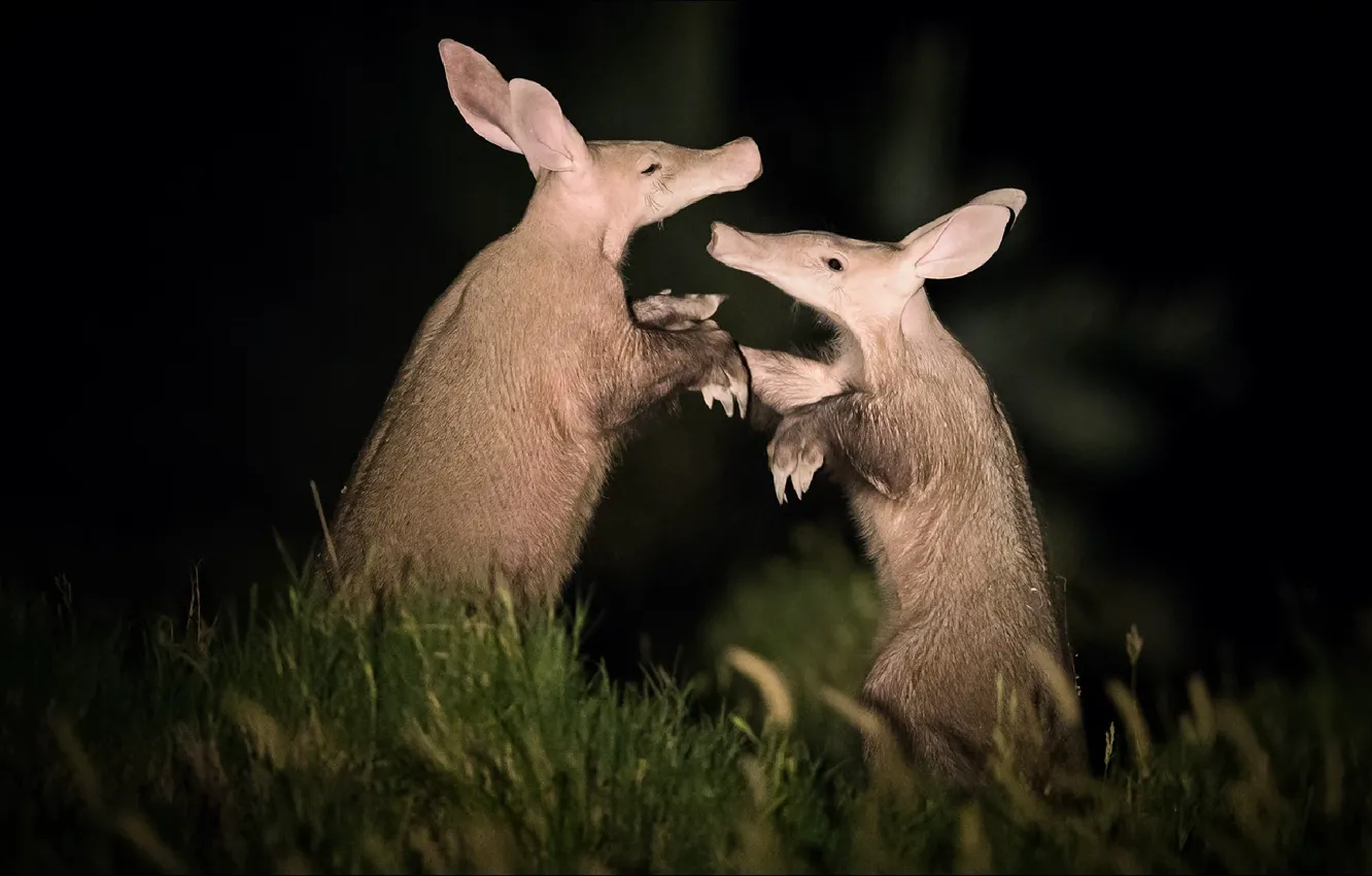 Photo wallpaper night, two, animals, night, two, Africa, The aardvark