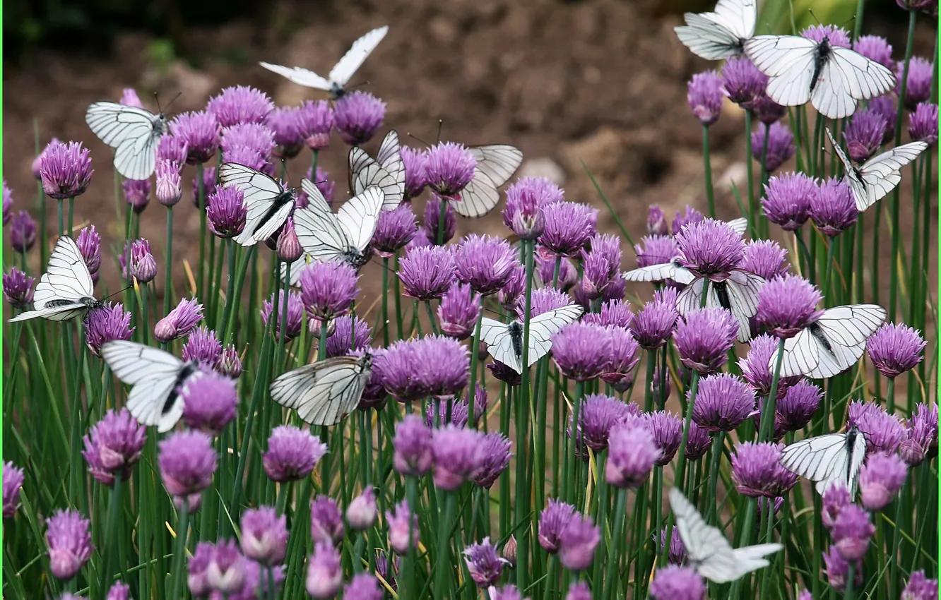 Photo wallpaper flowers, nature, butterfly, clover