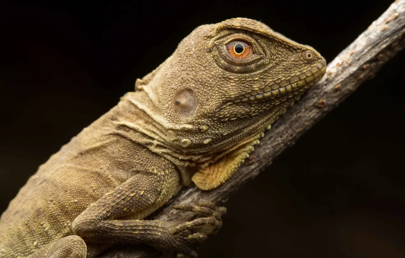 Photo wallpaper macro, nature, Hypsilurus boydii, The Australian forest dragon