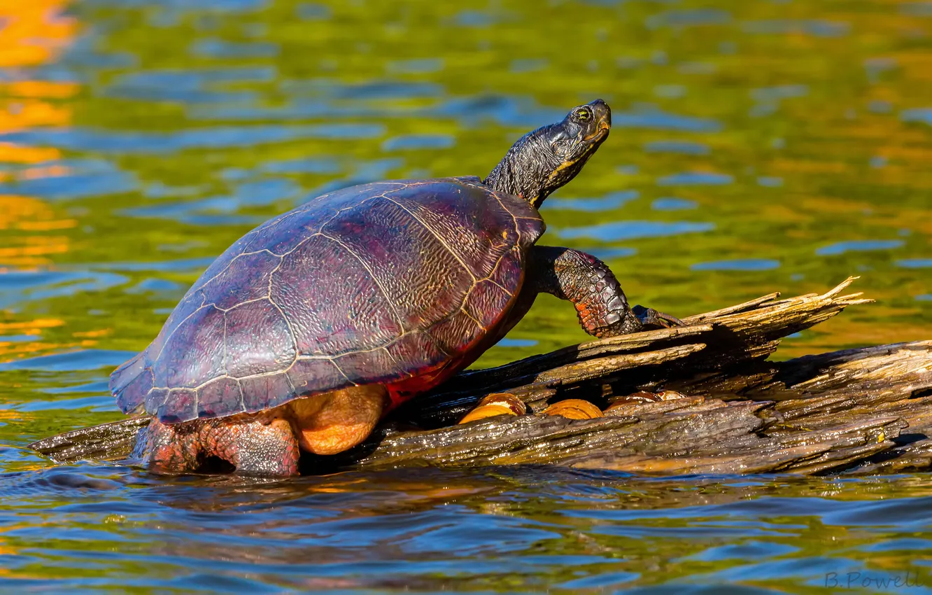 Photo wallpaper water, nature, turtle, snag