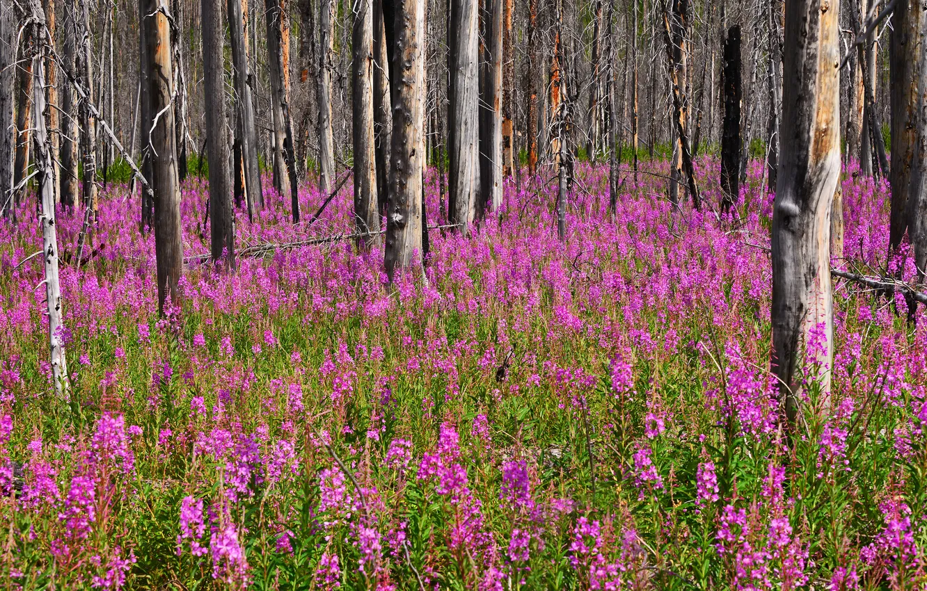 Photo wallpaper forest, grass, trees, flowers