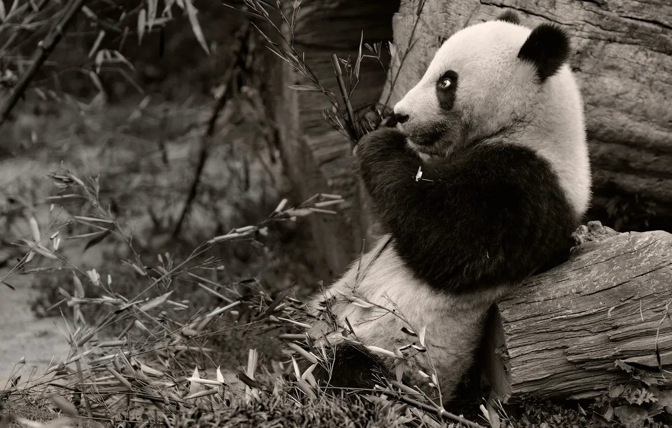 Photo wallpaper branches, black and white, Panda