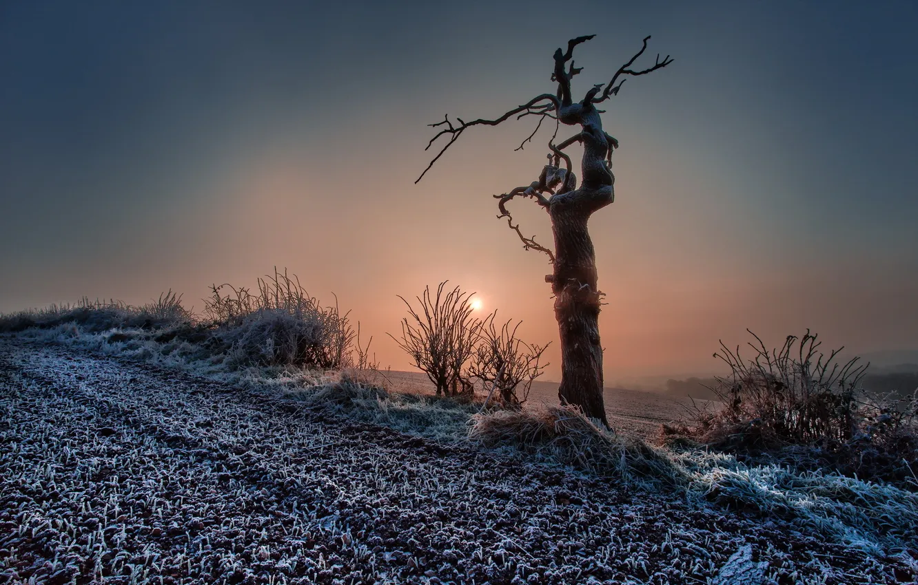 Photo wallpaper field, trees, landscape