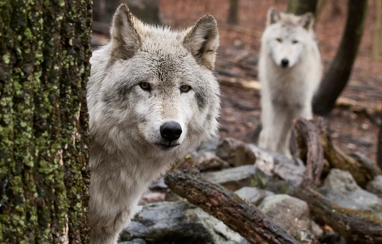 Photo wallpaper forest, tree, two, Wolves