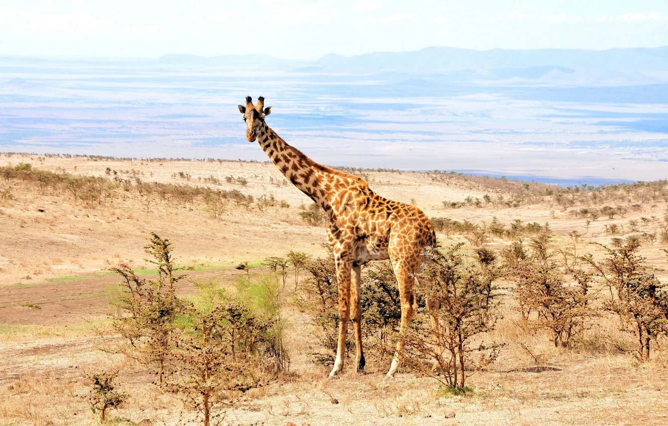 Photo wallpaper nature, Africa, giraffe