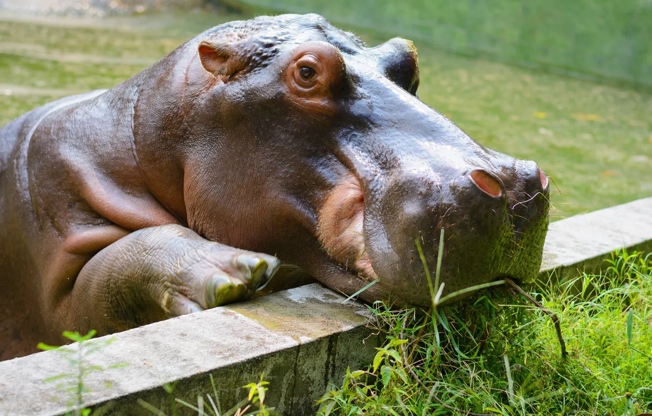 Photo wallpaper look, face, portrait, the fence, Hippo, zoo