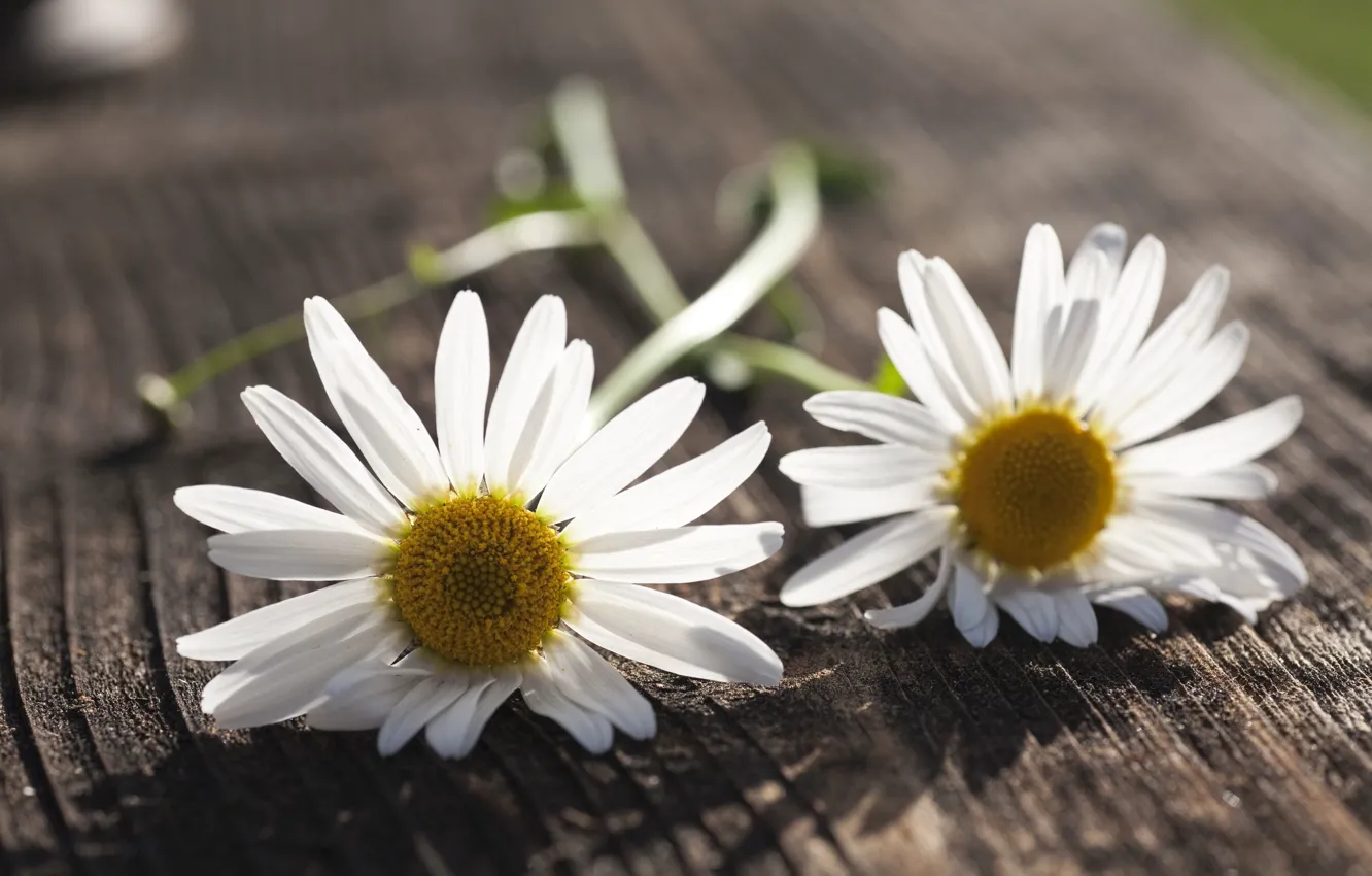 Photo wallpaper white, flowers, background, widescreen, Wallpaper, chamomile, wallpaper, flowers