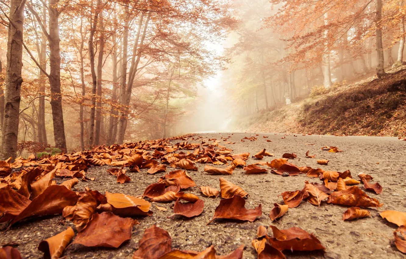 Photo wallpaper road, autumn, leaves, fog