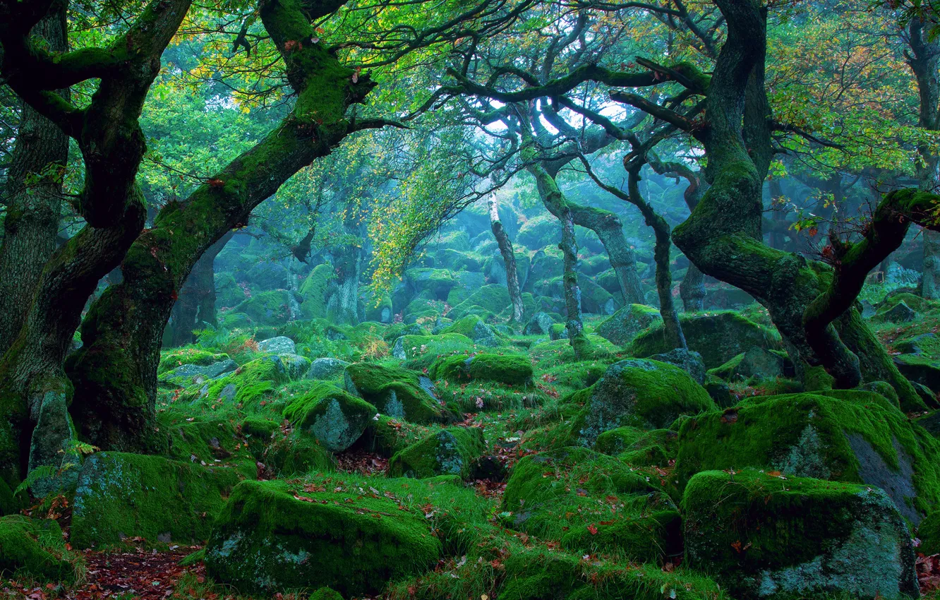 Photo wallpaper forest, stones, moss, tale