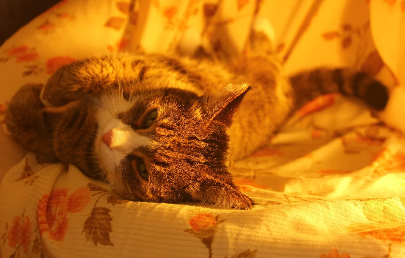 Photo wallpaper cat, cute, chair, resting