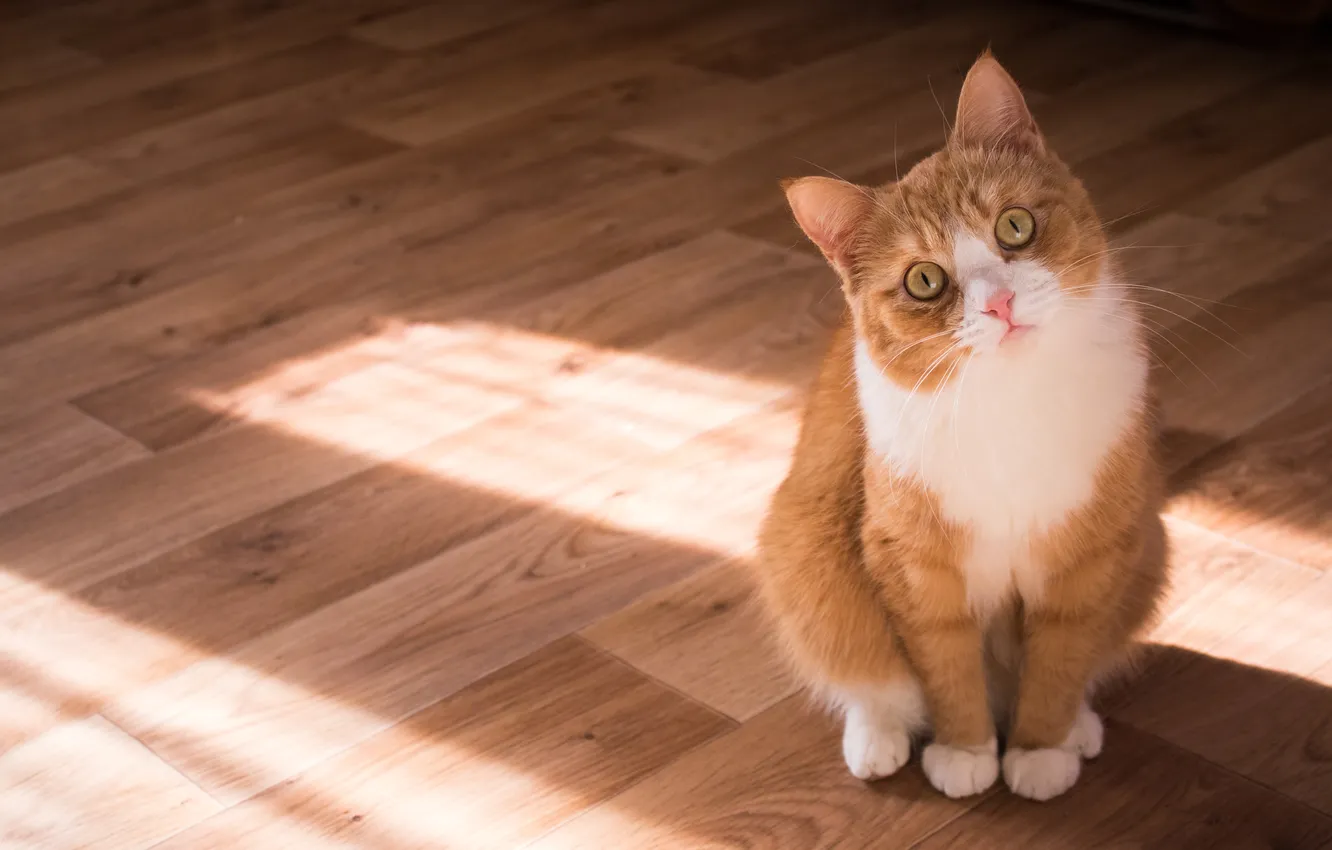 Photo wallpaper cat, cat, look, pose, face